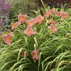 Rosy Returns Daylily - Perennial, Rebloomer Daylily, Large and Fragrant Blooms - 1 Bulbs Per Pack