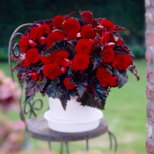 Switzerland Dark Leaf Red Begonia Flower Bulbs - 3 Bulbs per Pack