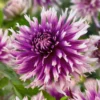 Table Dancer Dahlia Flower Bulbs - Pack of 3 - Vibrant Garden Blooms