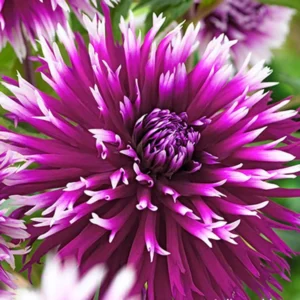 Table Dancer Dahlia Flower Bulbs - Pack of 3 - Vibrant Garden Blooms