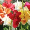 Tall Canna Lily Mix Flower Bulbs - 5 Bulbs Per Pack - Tropical Easy To Grow Flower Bulbs