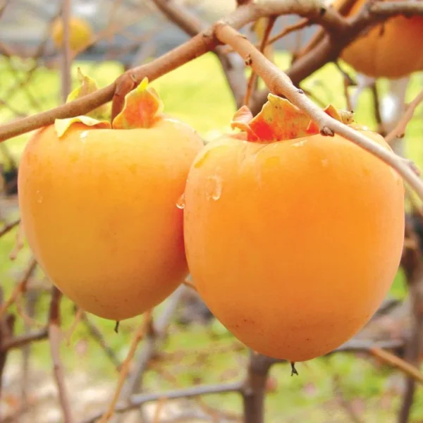 Tanenashi Asian Persimmon Tree - 2-3" Tall Live Plant - Cold Hardy, Native Common Persimmon Fruit Seedling