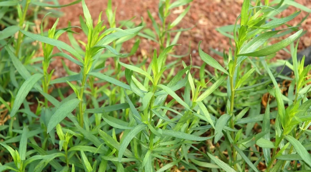 Grow French Tarragon in Containers