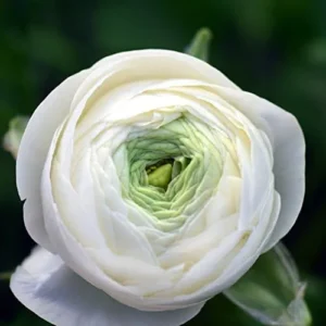 Tecolote Ranunculus White Bulbs - 25 Planting Bulbs Pack