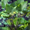 Tea Cup Elephant Ear Bulb - 1 Bulb Pack - Unique Garden Plant