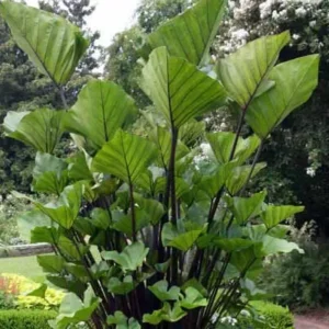 Tea Cup Elephant Ear Bulb - 1 Bulb Pack - Unique Garden Plant