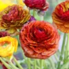 Tecolote Ranunculus Cafe Plant Bulbs - 25 Bulbs Per Pack - Unique Color
