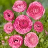 Tecolote Ranunculus Pink Bulbs for Planting - 25 Bulbs Per Pack