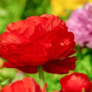 Tecolote Ranunculus Red Bulbs - Pack of 25 Planting Flower Bulbs