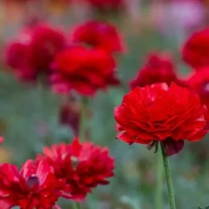 Tecolote Ranunculus Red Bulbs - Pack of 25 Planting Flower Bulbs