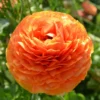Tecolote Ranunculus Sunset Bulbs for Planting - 25 Bulbs Per Pack