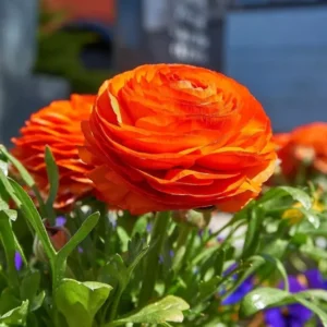 Tecolote Ranunculus Sunset Bulbs for Planting - 25 Bulbs Per Pack