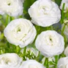 Tecolote Ranunculus White Bulbs - 25 Planting Bulbs Pack