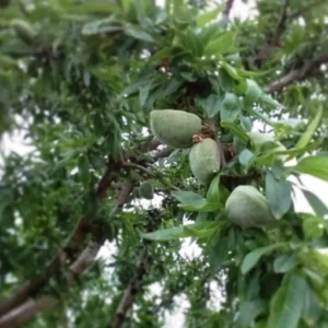 Texas Mission Almond Tree Live 3-4 Feet Tall - Bare Root - Tree Plant Healthy Plants Home Landscape Gardening Nuts Almonds Garden