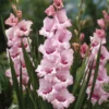That's Love Gladiolus Flower Bulbs - 18 Bulbs Per Pack - Vibrant Blooms for Your Garden