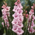 That's Love Gladiolus Flower Bulbs - 18 Bulbs Per Pack - Vibrant Blooms for Your Garden