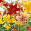 Tiger Lily Mixed Bulbs for Planting - Pack of 3 Flower Bulbs