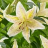 Tiger Moon Oriental Lily Bulbs for Planting - 3 Bulbs Per Pack - Fragrant Blooms for Planting