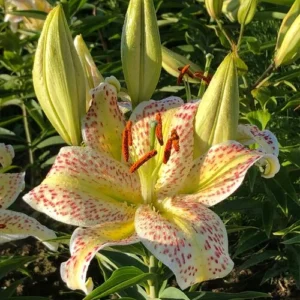 Tiger Moon Oriental Lily Bulbs for Planting - 3 Bulbs Per Pack - Fragrant Blooms for Planting