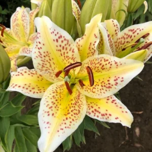 Tiger Moon Oriental Lily Bulbs for Planting - 3 Bulbs Per Pack - Fragrant Blooms for Planting