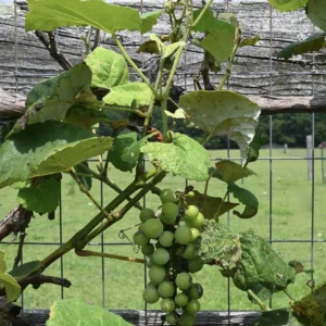 Concord Grape Vine Live Plant - 1 Gallon Potted Sweet Grape Plant