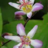 Tojen Toad Lily Bulbs for Planting - 1 Bulb Per Pack