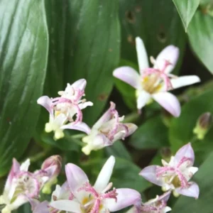 Tojen Toad Lily Bulbs for Planting - 1 Bulb Per Pack