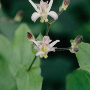 Tojen Toad Lily Bulbs for Planting - 1 Bulb Per Pack