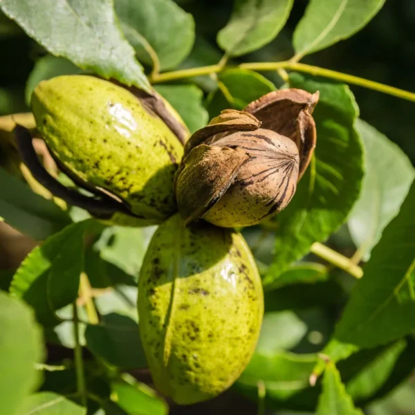 Tom Pecan Tree - Bare Root Fruit Tree - 3 to 4 Feet - Nut Producing