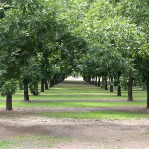 Tom Pecan Tree - Bare Root Fruit Tree - 3 to 4 Feet - Nut Producing