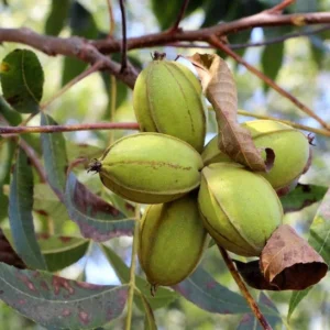 Tom Pecan Tree - Bare Root Fruit Tree - 3 to 4 Feet - Nut Producing