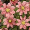 Topmix Salmon Dahlia Flower Bulbs - Pack of 3 Blooming Bulbs