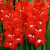Traderhorn Gladiolus Bulbs for Planting - 10 Bulbs Per Pack