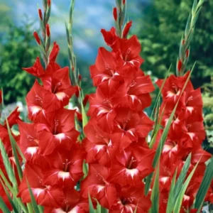 Traderhorn Gladiolus Bulbs for Planting - 10 Bulbs Per Pack