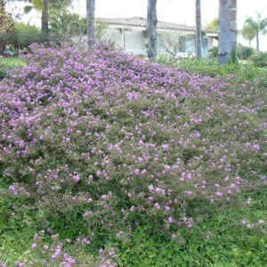 Trailing Lavender Lantana Live Plant - 4-6 Inch Perennial Flowers Outdoor