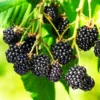 Triple Crown BlackBerry Bush 1 Quart Pot, Thornless BlackBerry Plants Live Fruit Tree for Planting Indoor Outdoor Garden Perennial