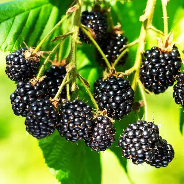 Triple Crown BlackBerry Bush 1 Quart Pot, Thornless BlackBerry Plants Live Fruit Tree for Planting Indoor Outdoor Garden Perennial