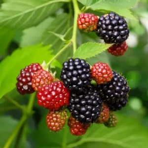 Triple Crown Thornless Blackberry Plant 1 Gallon Small Potted Fruit