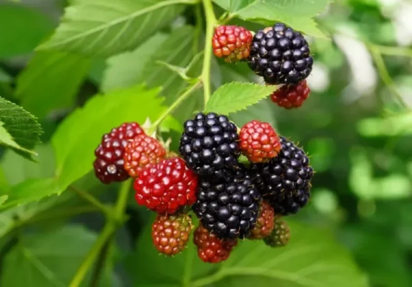 Triple Crown Thornless Blackberry Plant 1 Gallon Small Potted Fruit