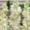 Tuberose Polianthes Tuberosa Flower Bulbs - Pack of 3 Fragrant Blooms