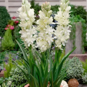 Tuberose Polianthes Tuberosa Flower Bulbs - Pack of 3 Fragrant Blooms