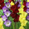 Tutti-Frutti Gladiolus Mixture - 18 Flower Bulbs Per Pack