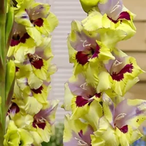 Oracle Gladiolus Flower Bulbs - 10 Bulbs Per Pack