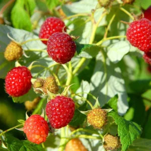 Heritage Red Raspberry Plant - 1 Gallon Small Potted Raspberry Fruit Plant