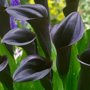 Odessa Calla Lily Flower Bulb Pretty Flowers - 3 Bulbs Per Pack