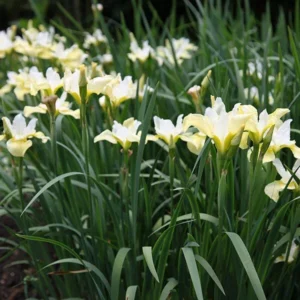 Moonsilk Siberian Iris Bulbs - 3 Bulbs Per Pack - Garden Flower