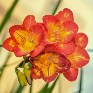 Oberon Freesia Flower Bulbs - 15 Bulbs Per Pack - Fragrant Spring Blooms