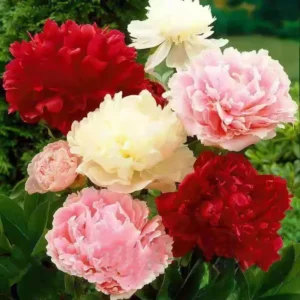 Mixed Peonies Flower Bulbs Value Bag - 3 Bulbs per Pack