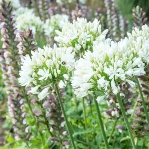 White Superior Agapanthus Bulb for Planting - 1 Bulbs Per Pack - Planting Flower Bulbs