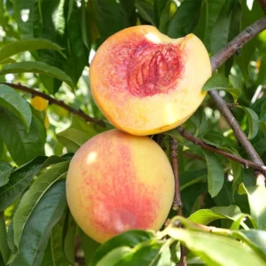 Early Elberta Peach Tree Bare Root 3-4 Ft - Fruit Tree - Fast Growing